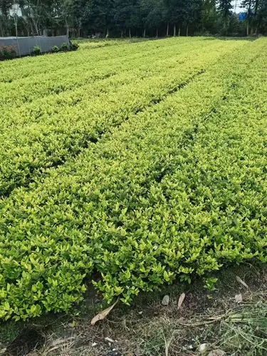 宝龙城五期园林绿化工程